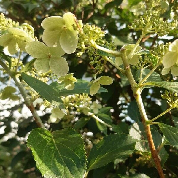 Hydrangea paniculata Feuille