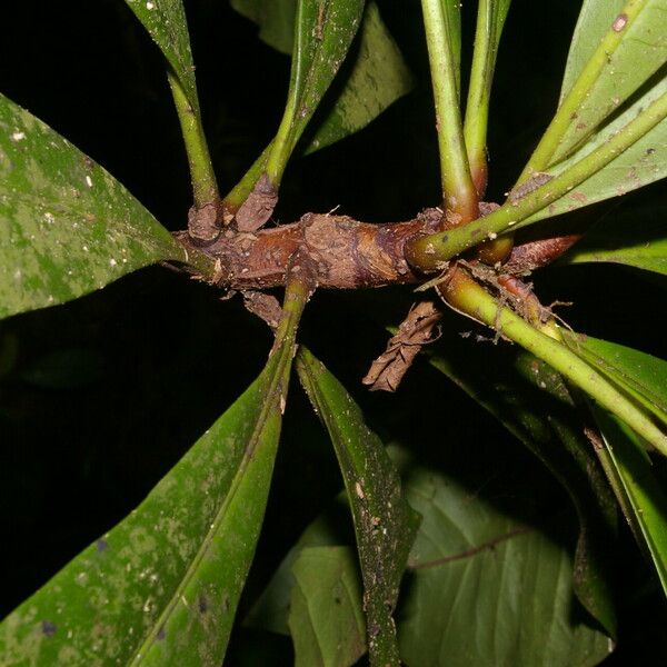 Clavija costaricana Bark