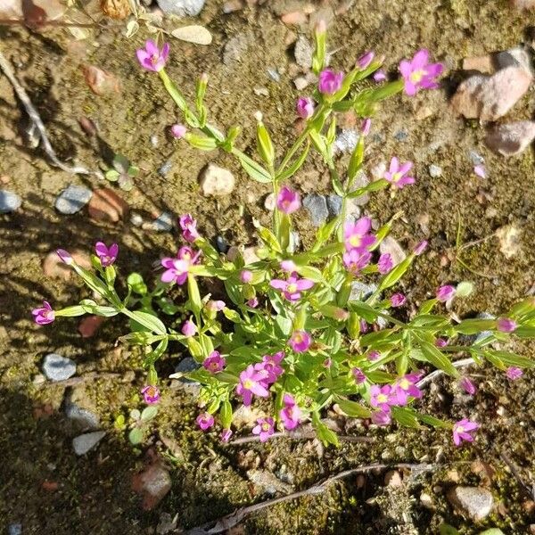 Centaurium pulchellum Flor