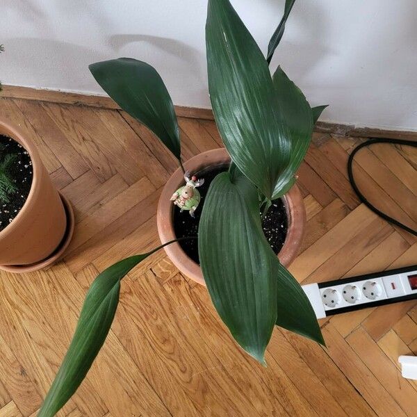 Aspidistra elatior ഇല