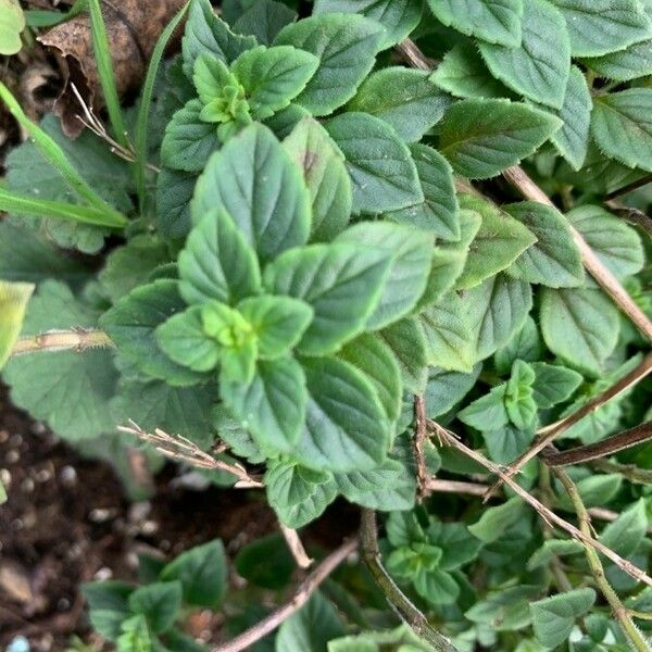 Clinopodium acinos Levél