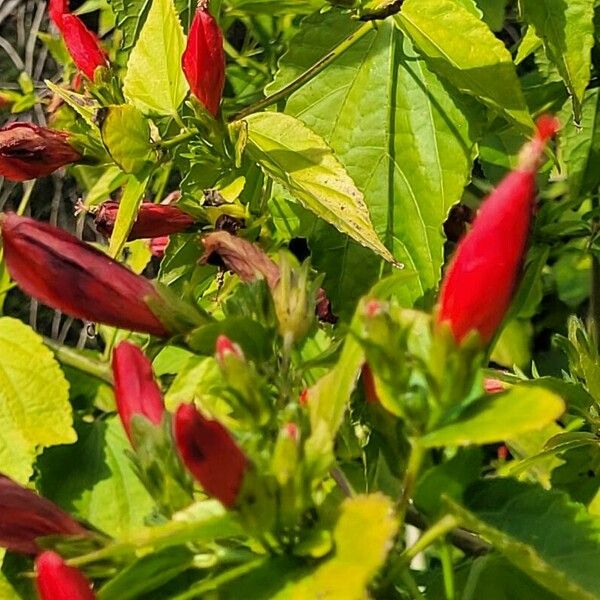 Malvaviscus penduliflorus Bloem