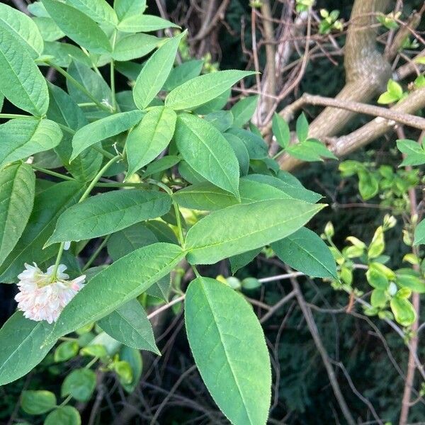 Staphylea pinnata Leaf