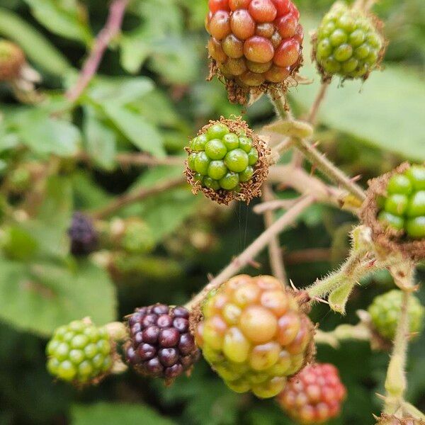 Rubus pruinosus ফল