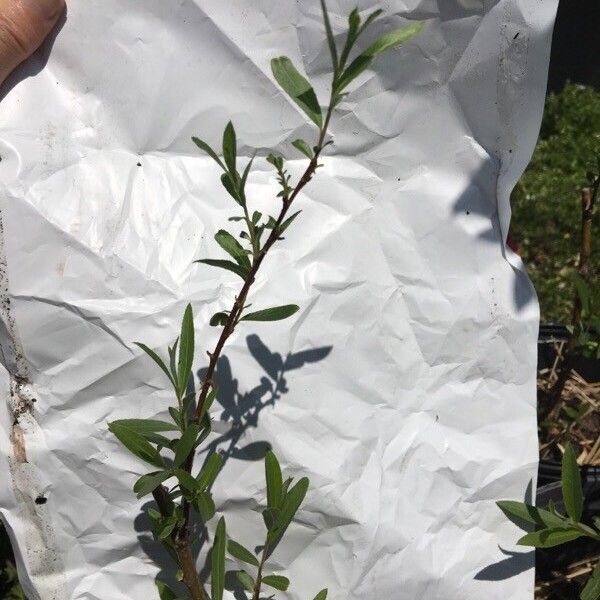 Salix purpurea Lehti