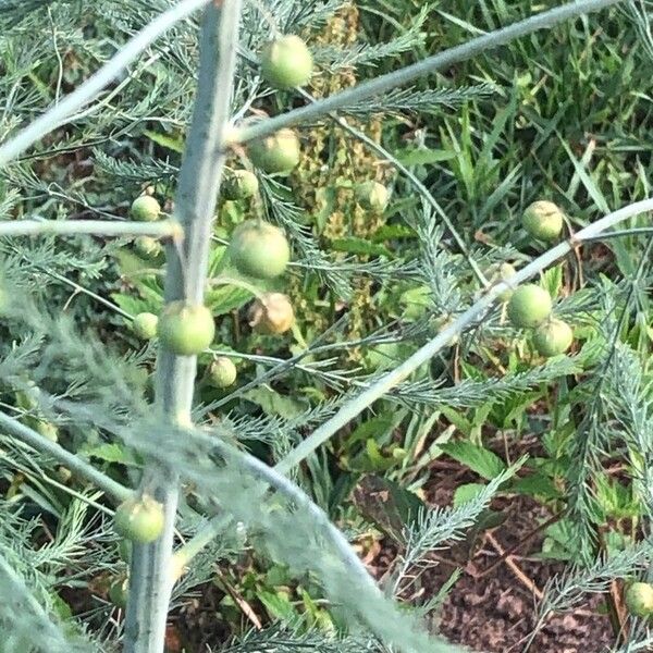 Asparagus officinalis Fruit