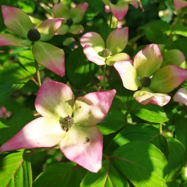 Cornus florida Кветка