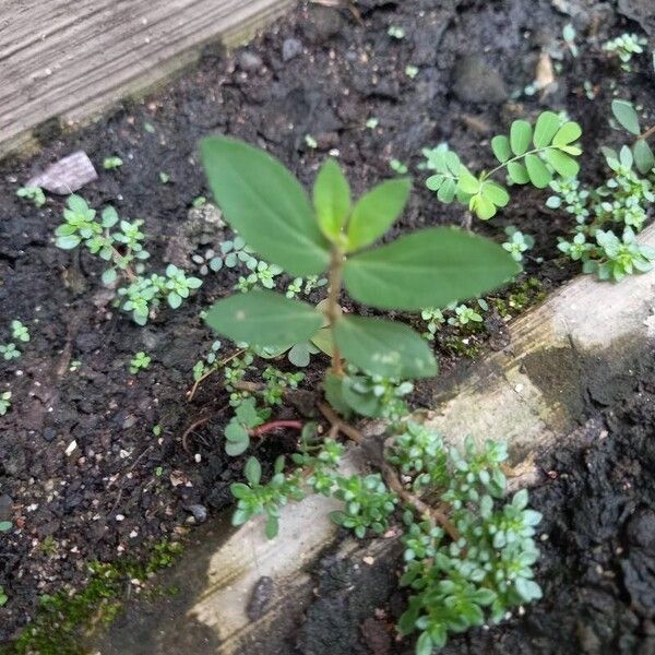 Euphorbia hirta Blad