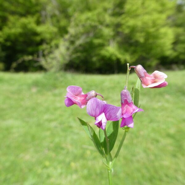 Lathyrus linifolius Lorea