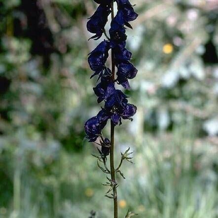 Aconitum columbianum Flower