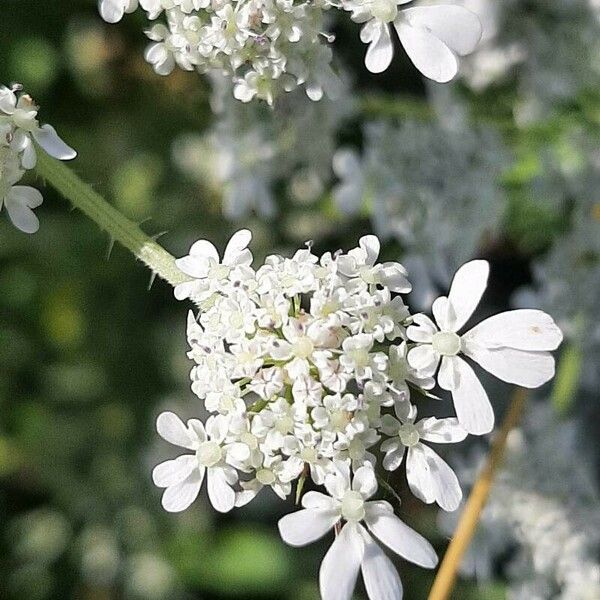 Tordylium maximum Flower