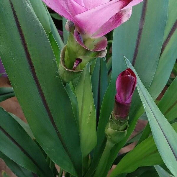 Curcuma alismatifolia Hábitos