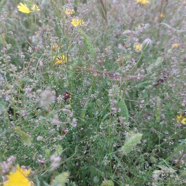 Galium parisiense برگ