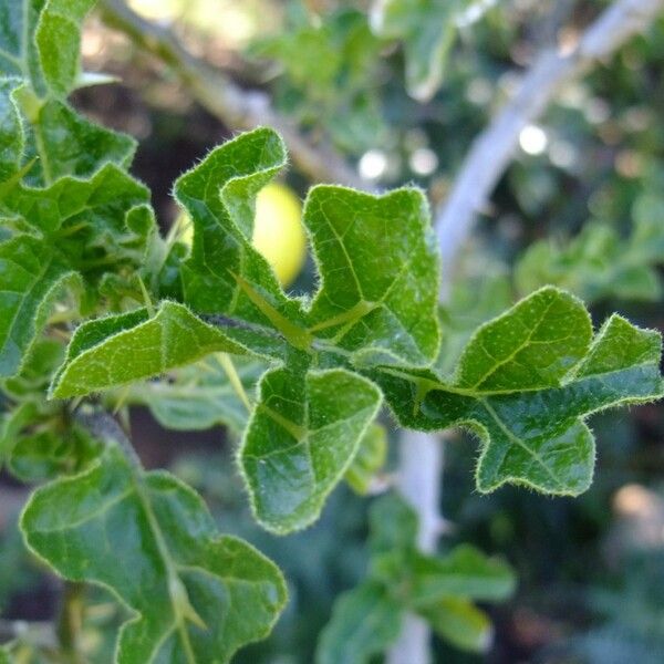 Solanum anguivi ᱮᱴᱟᱜ