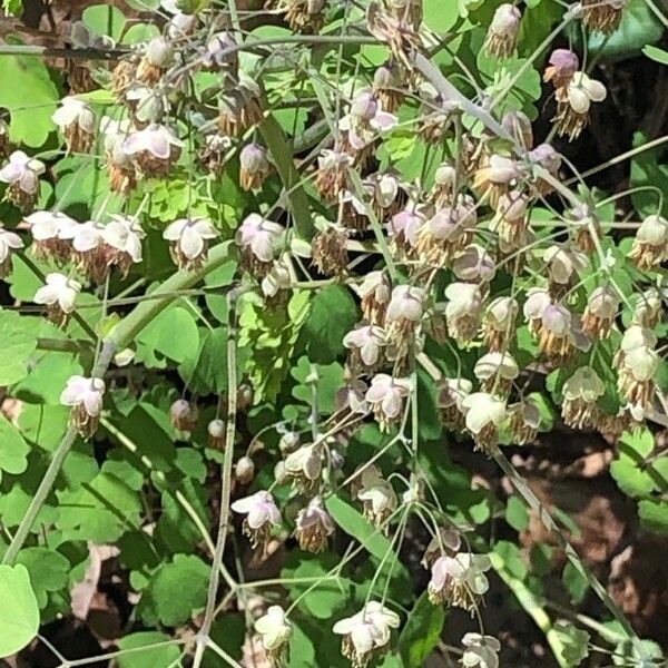 Thalictrum dioicum ফুল