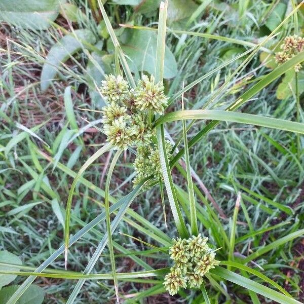 Cyperus eragrostis Flower