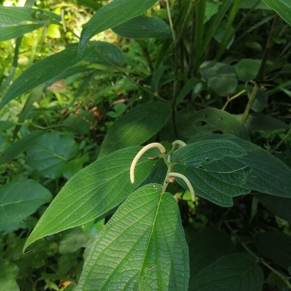 Piper hispidum Leaf