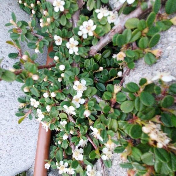 Cotoneaster dammeri Λουλούδι