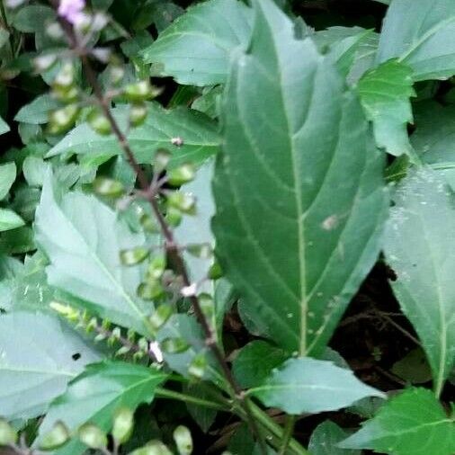 Orthosiphon aristatus Leaf