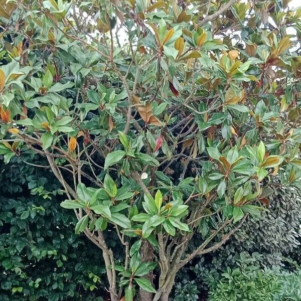 Magnolia virginiana Habitus