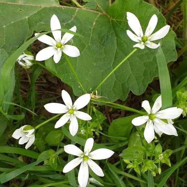 Ornithogalum divergens फूल