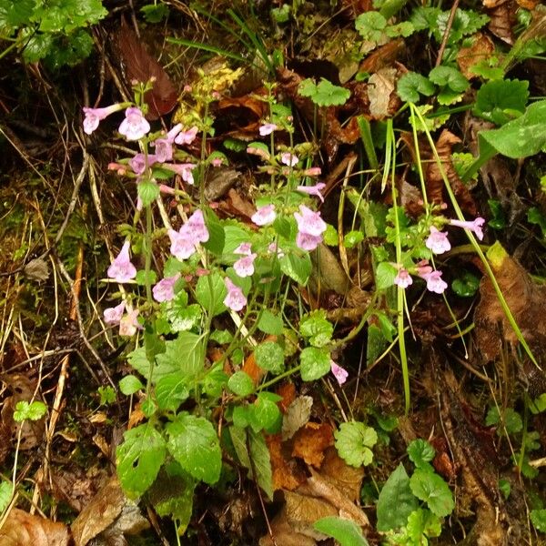 Clinopodium grandiflorum Staniste