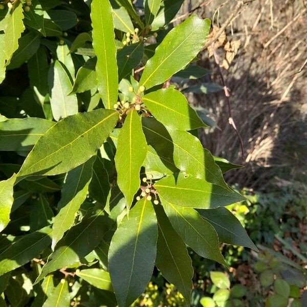 Laurus nobilis Leaf