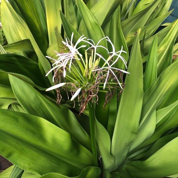 Crinum asiaticum Blomst