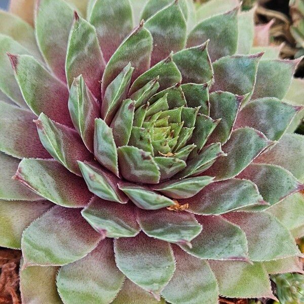 Sempervivum calcareum Leaf