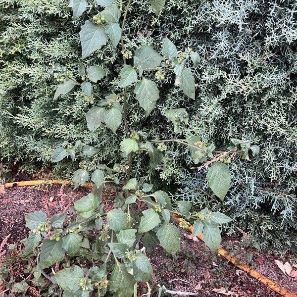 Solanum nigrum Лист