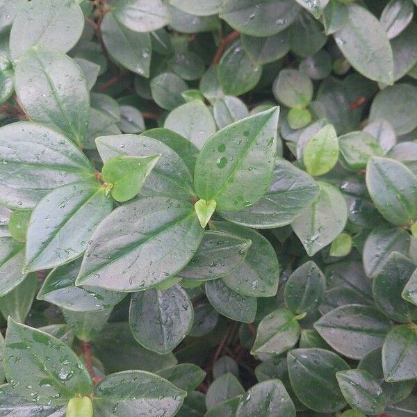 Peperomia rotundifolia Blad