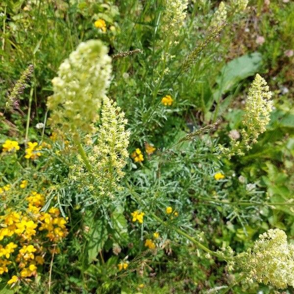 Reseda lutea फूल