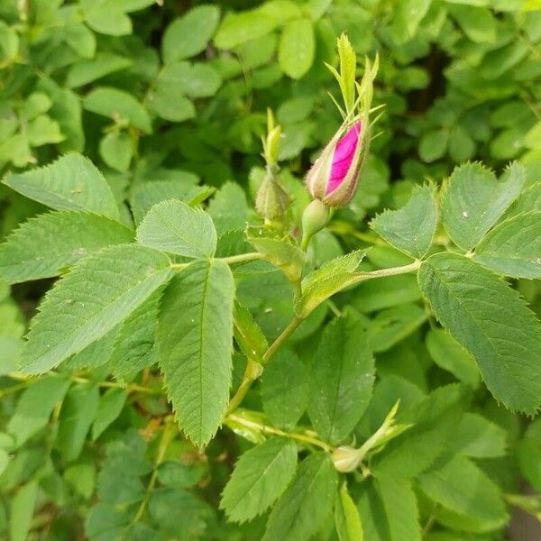 Rosa majalis Leaf