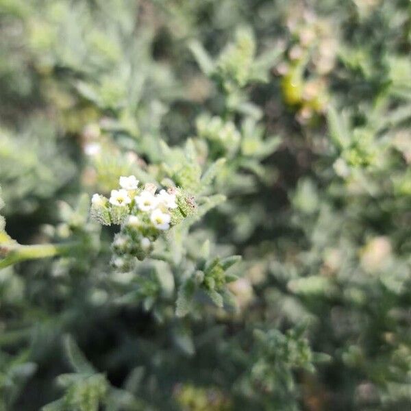 Heliotropium bacciferum Blomst