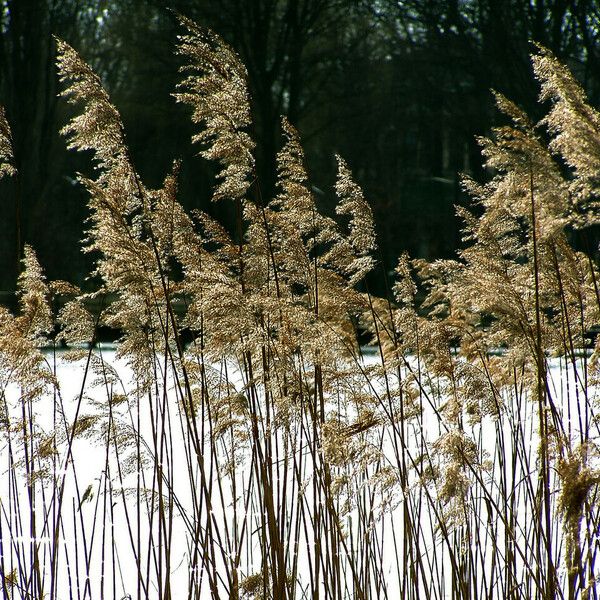 Phragmites australis फूल