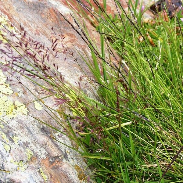 Calamagrostis villosa Habit