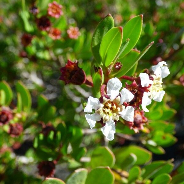 Pemphis acidula Flor