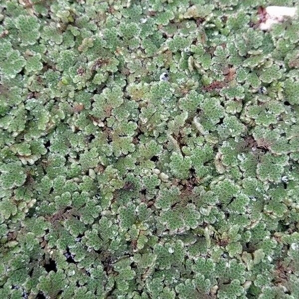 Azolla filiculoides List