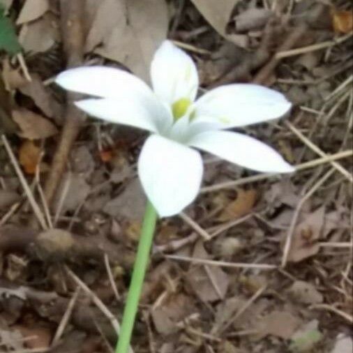 Ornithogalum umbellatum Blomst