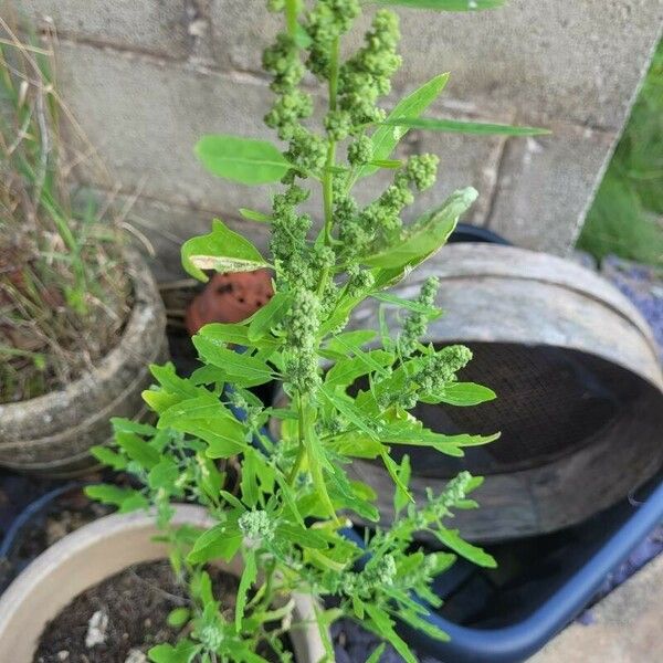 Chenopodium ficifolium Blatt