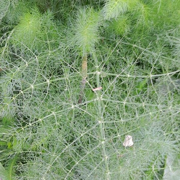 Foeniculum vulgare Leaf