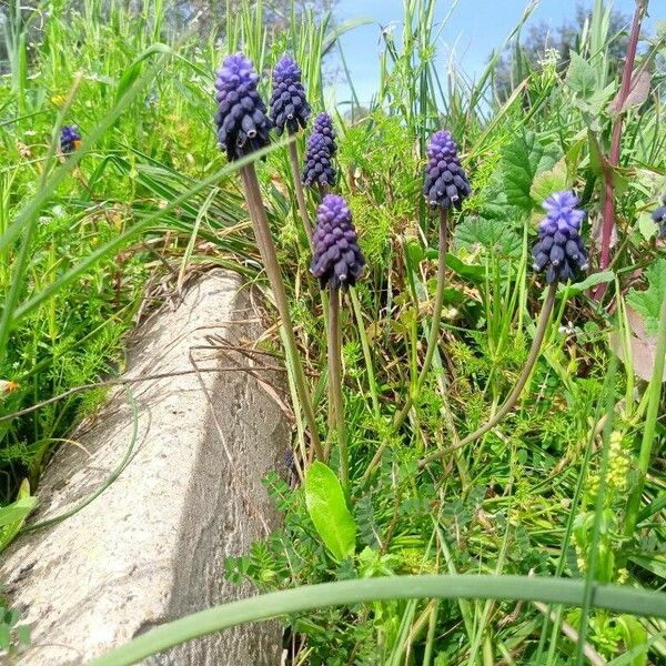 Muscari neglectum Λουλούδι