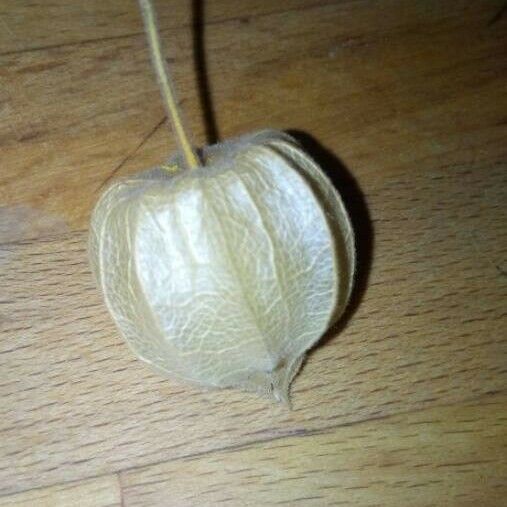 Physalis peruviana Fruit