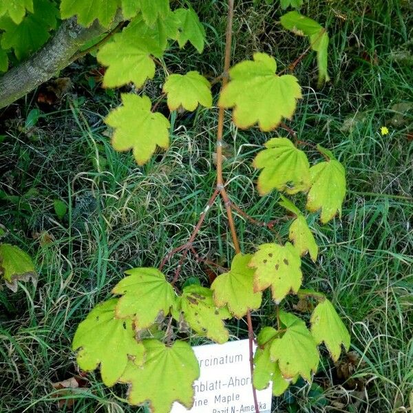 Acer circinatum മറ്റ്