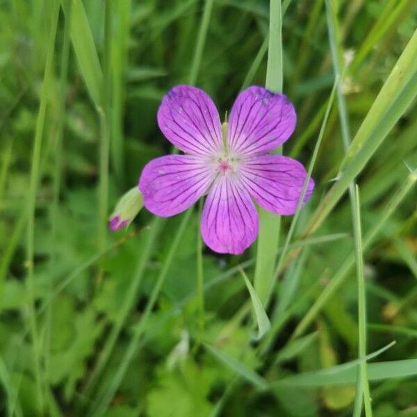 Geranium palustre 花