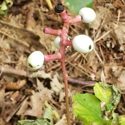 Actaea pachypoda Frutto