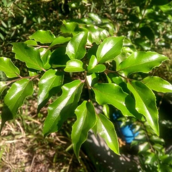 Eugenia candolleana