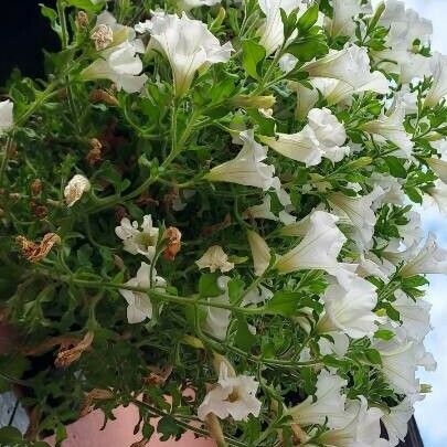 Petunia hybrida Flower