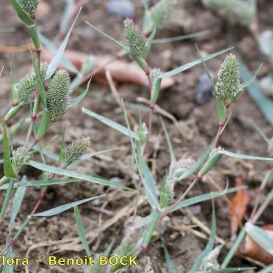 Crypsis schoenoides موطن