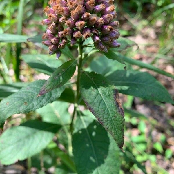 Pluchea camphorata Fiore